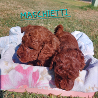 Cucciolo barboncino nano