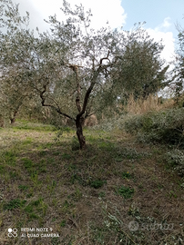 Terreno In Sabina (Forano)