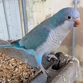 Maschio Parrochetto Monaco Blu