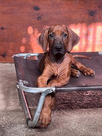 Cuccioli Rhodesian Ridgeback