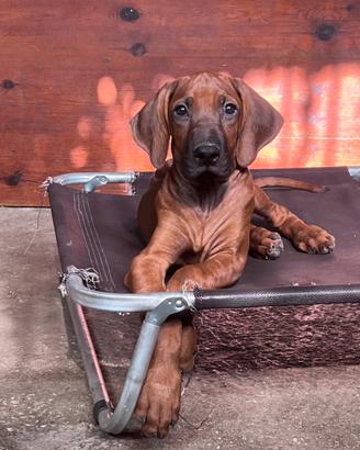Cuccioli Rhodesian Ridgeback