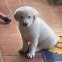 Cuccioli Labrador