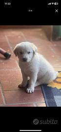 Cuccioli Labrador