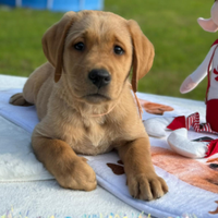 Labrador Retriever Gialli con pedigree