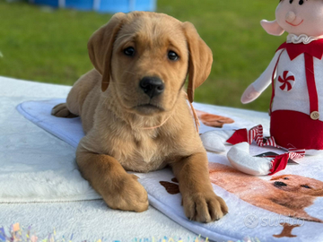 Labrador Retriever Gialli con pedigree