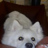 Volpino italiano femmina