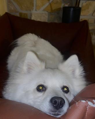 Volpino italiano femmina