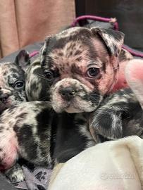 Bulldogue Francese cuccioli