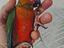 Immagine 2