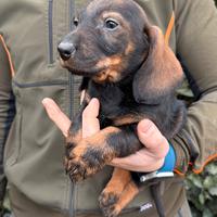 Cuccioli bassotto a pelo duro
