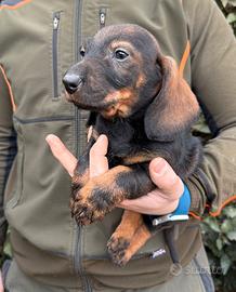 Cuccioli bassotto a pelo duro