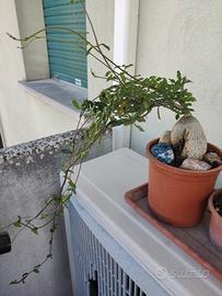 Pianta grassa, Fockea Edulis 