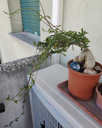 Pianta grassa, Fockea Edulis 