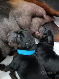 Eccellente cucciolata dobermann