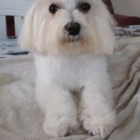 Maltese accoppiamento