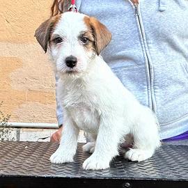 Cuccioli di Jack Russell Terrier