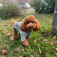 Barboncino per monta con pedigree ENCI