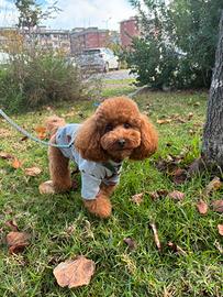 Barboncino per monta con pedigree ENCI