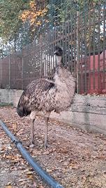 Struzzo giovane in salute, bravo