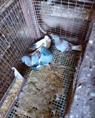 Colombi comuni