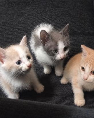Ultimo gattino