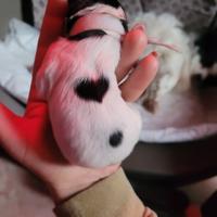 Cuccioli cane razza papillon