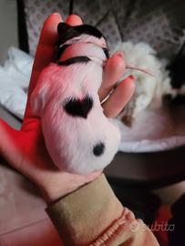 Cuccioli cane razza papillon