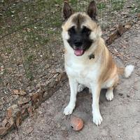 Akita Americano cane da monta