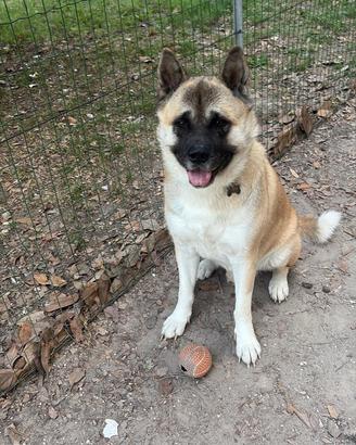 Akita Americano cane da monta