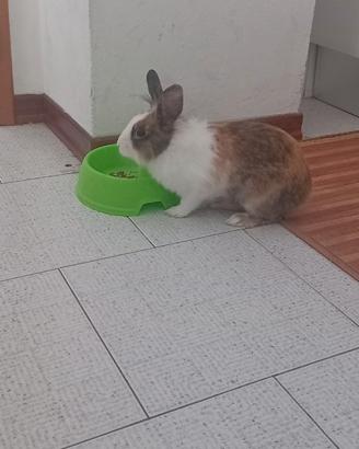 Coniglio 4 mesi