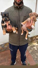 Pitbull tricolor