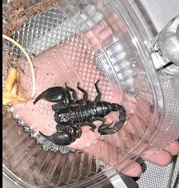 scorpione heterometrus