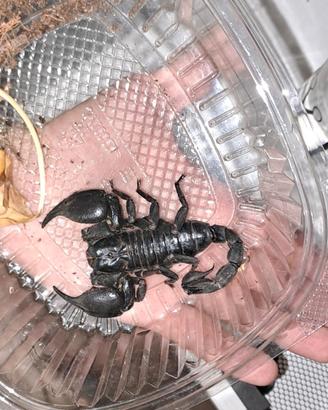 scorpione heterometrus