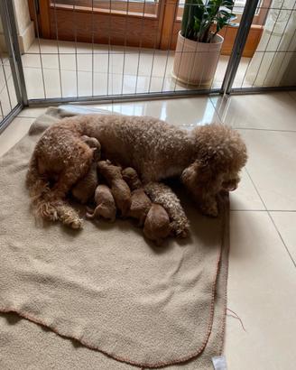 Cuccioli di barboncino toy