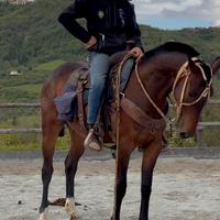 Animali