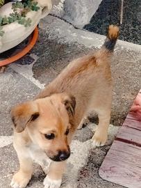 Cucciola piccola taglia
