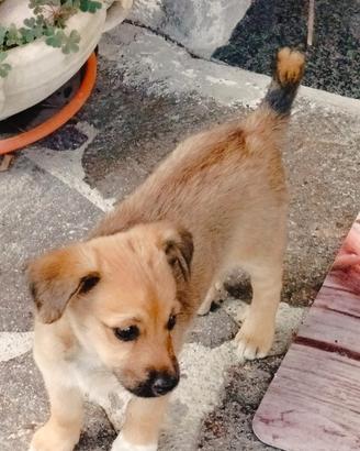 Cucciola piccola taglia