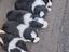 Immagine 2