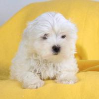 Maltese Cucciola