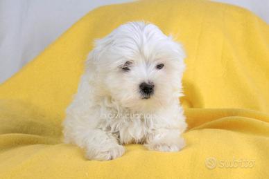 Maltese Cucciola