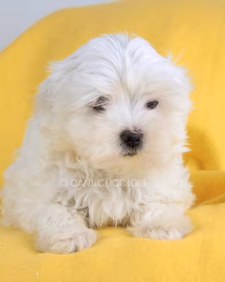 Maltese Cucciola