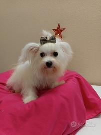 Maschietto Maltese Taglia Molto Molto Piccola Toy