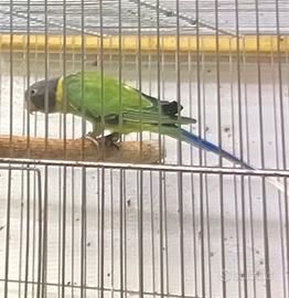 Pappagalli parrocchetti