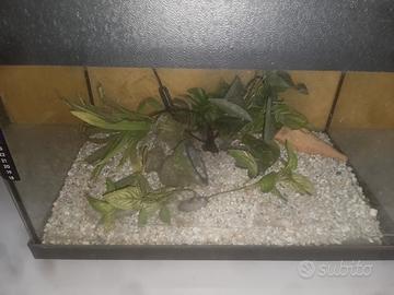 Acquario con decorazioni 