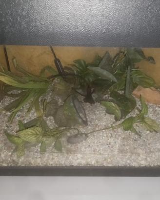 Acquario con decorazioni 