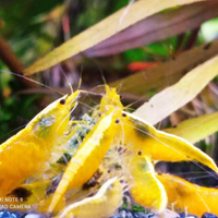 Caridine di selezione