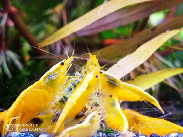 Caridine di selezione