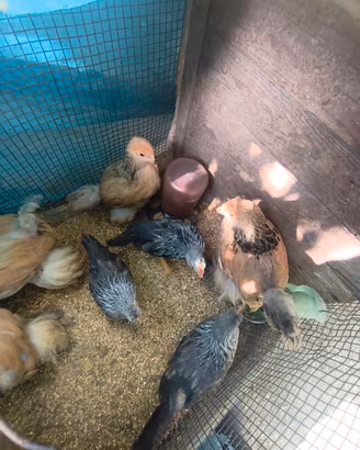 Brahma fulvo Columbia pulcini e pulcinotti