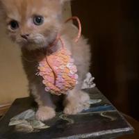 Gatto persiano Incroccio