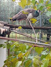 Femmina di pavone nata nel 2021 3661645392